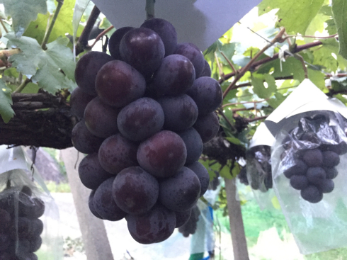 葡萄の収穫、品種が続々と。_f0018099_00405230.jpg