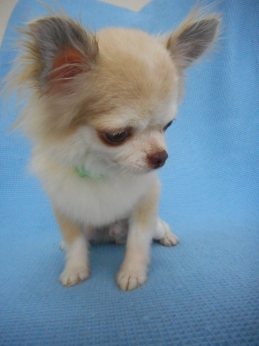 サマーカットのちゃちゃちゃんライオンカット スタイルでキュートになりました ふぉるむm A 千葉市 トリミングサロン 犬の美容室 千葉県 千葉市 花見川区 ペットサロン 検見川町3 340 18 ワンちゃんのカットハウス 千葉043 301 2995 10 00 19 00