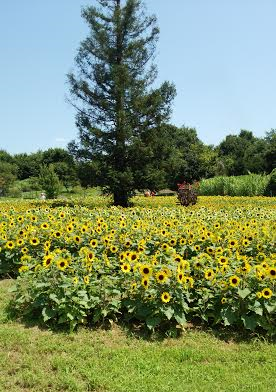 馬見丘陵公園（中平）_f0354314_10545615.png