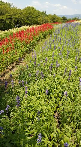 馬見丘陵公園(中平)_f0354314_10550812.png