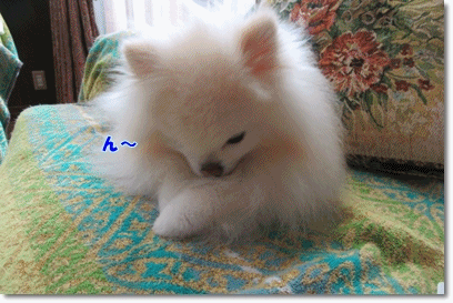 b0167519_2030498.gif