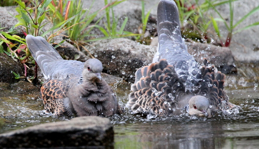 キジバトの水浴び_f0364220_1450333.jpg