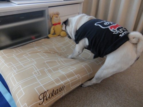 お見送りと黒い斑点 Web Pug お見送りと黒い斑点 Web Pug
