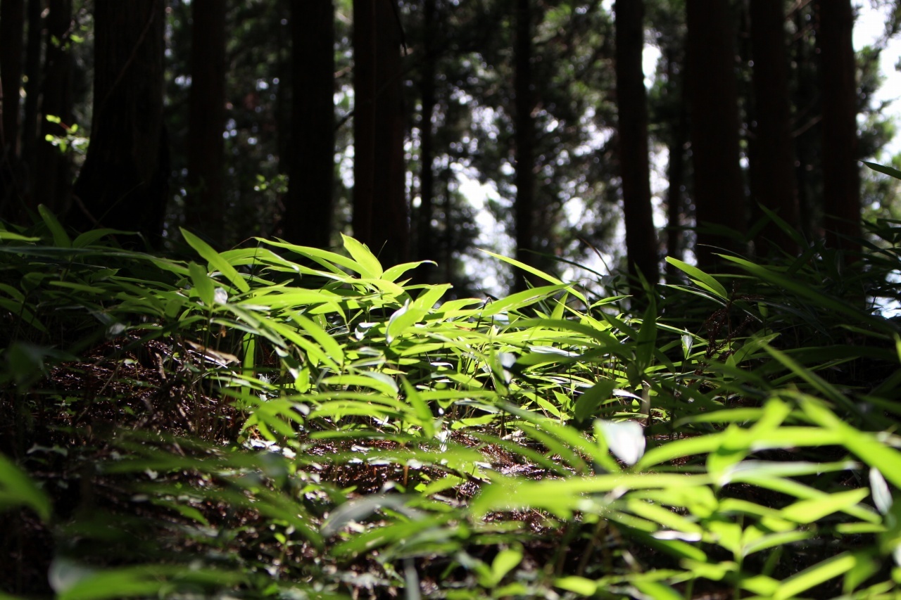 ▲7月の「月一山へ」報告_a0355629_13113729.jpg