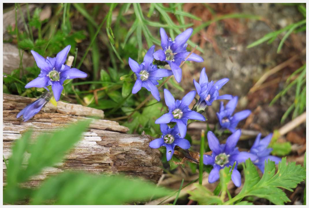 駒ヶ根千畳敷カールのお花畑を訪ねて　その2_d0339929_1935732.jpg