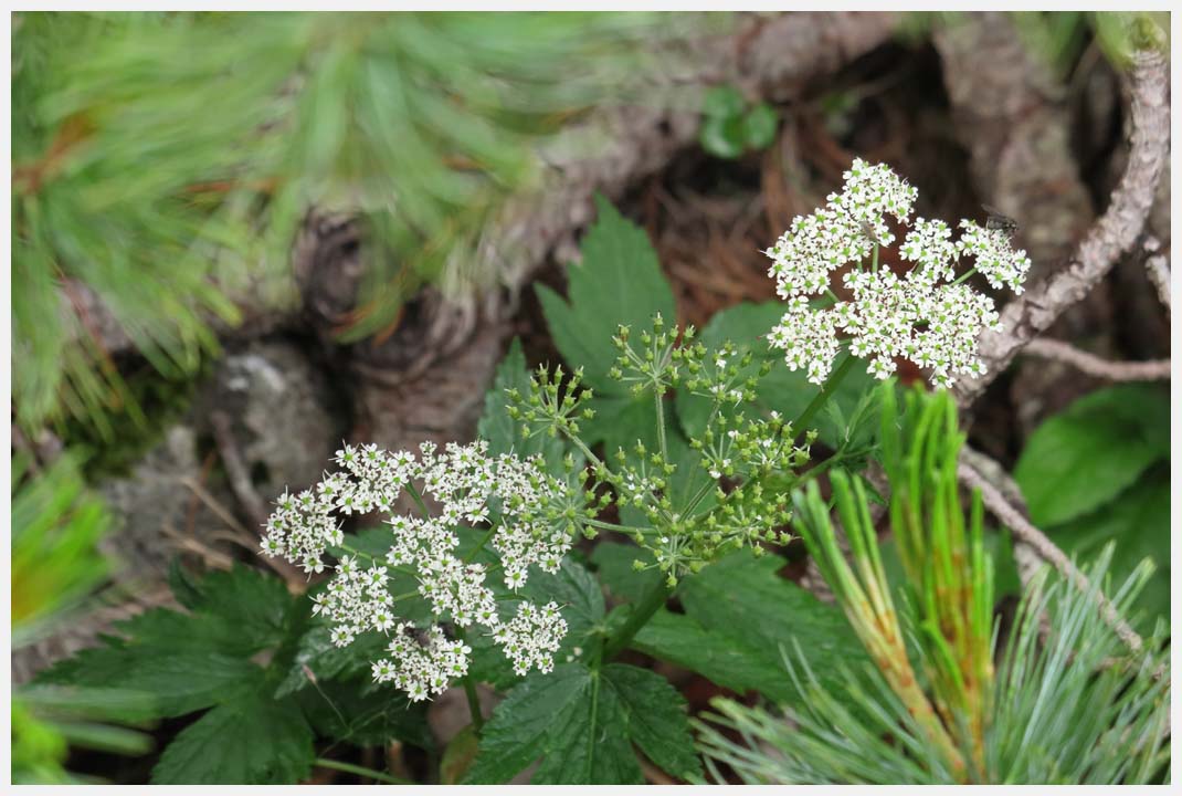 駒ヶ根千畳敷カールのお花畑を訪ねて　その3_d0339929_22171557.jpg