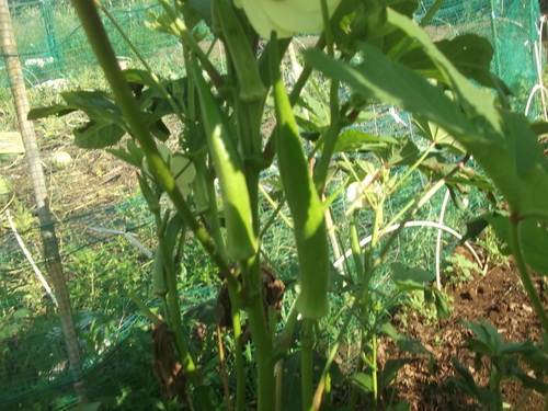 野菜の収穫_b0137932_18522293.jpg