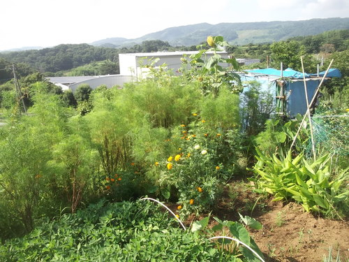 野菜の収穫_b0137932_1857992.jpg