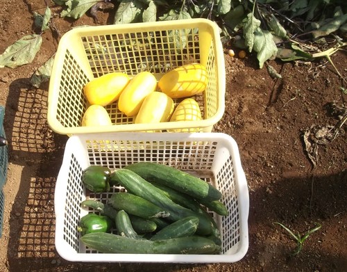 野菜の収穫_b0137932_18591599.jpg