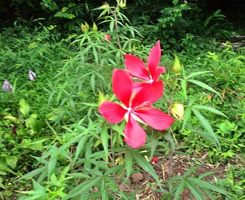 夏の公園に咲く草花_d0037233_11010209.jpg