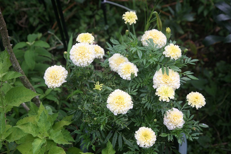 マリーゴールド ホワイトバニラ etes White Vanilla 花卉植栽備忘録