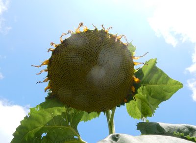 a0142343_7393350.jpg
