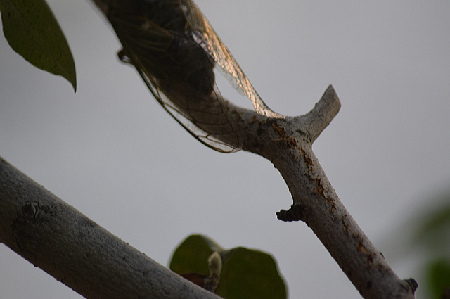 c0339546_84898.jpg