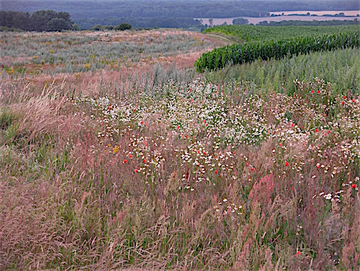 e0357367_0134361.jpg