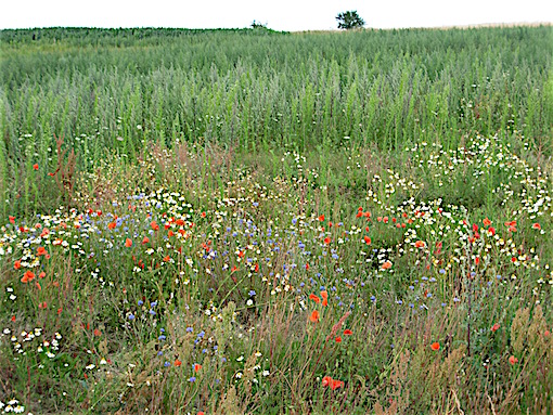e0357367_013470.jpg