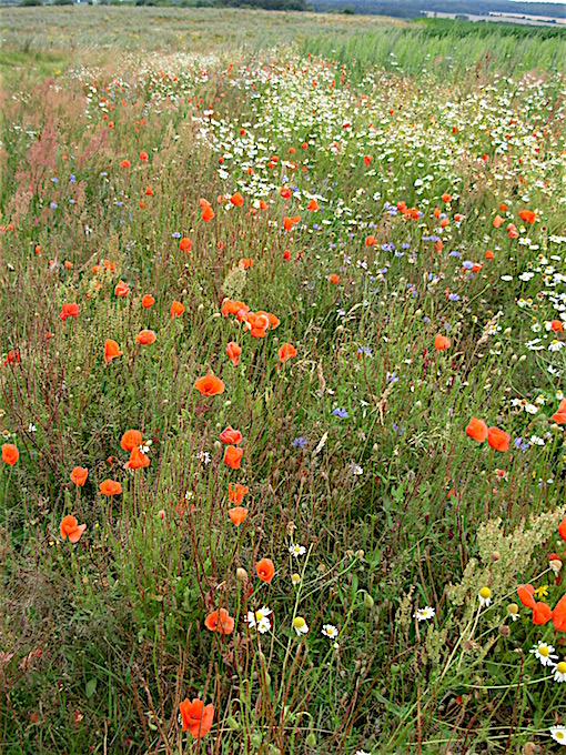 e0357367_01568.jpg