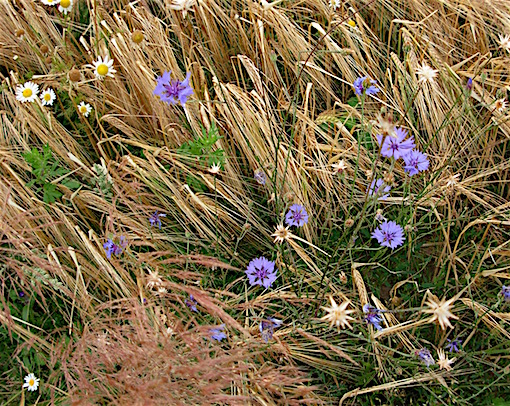 e0357367_0173931.jpg