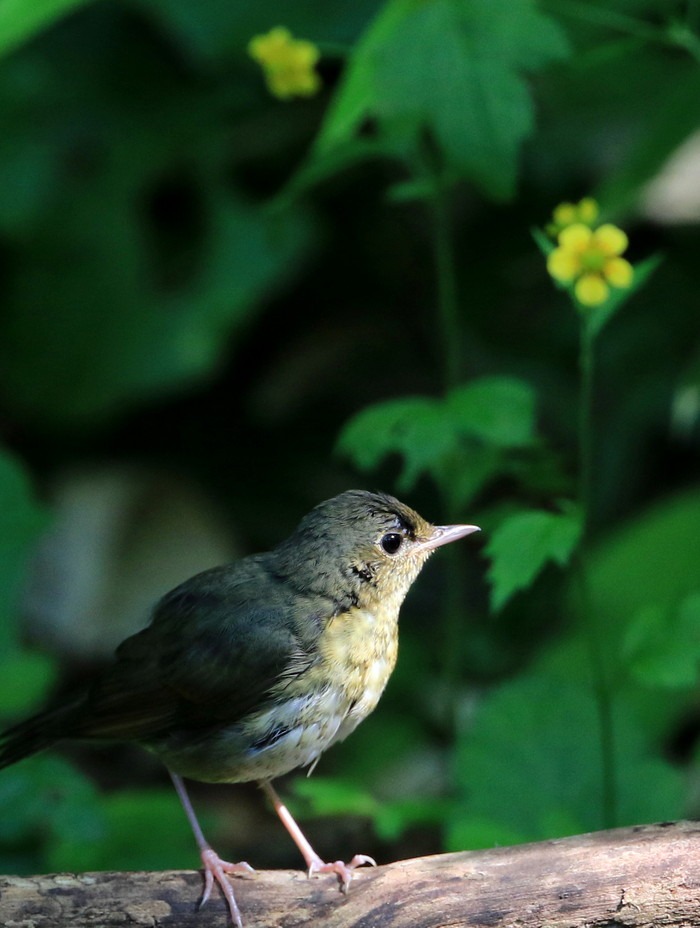 水場の・・・花と鳥_c0229170_22234012.jpg