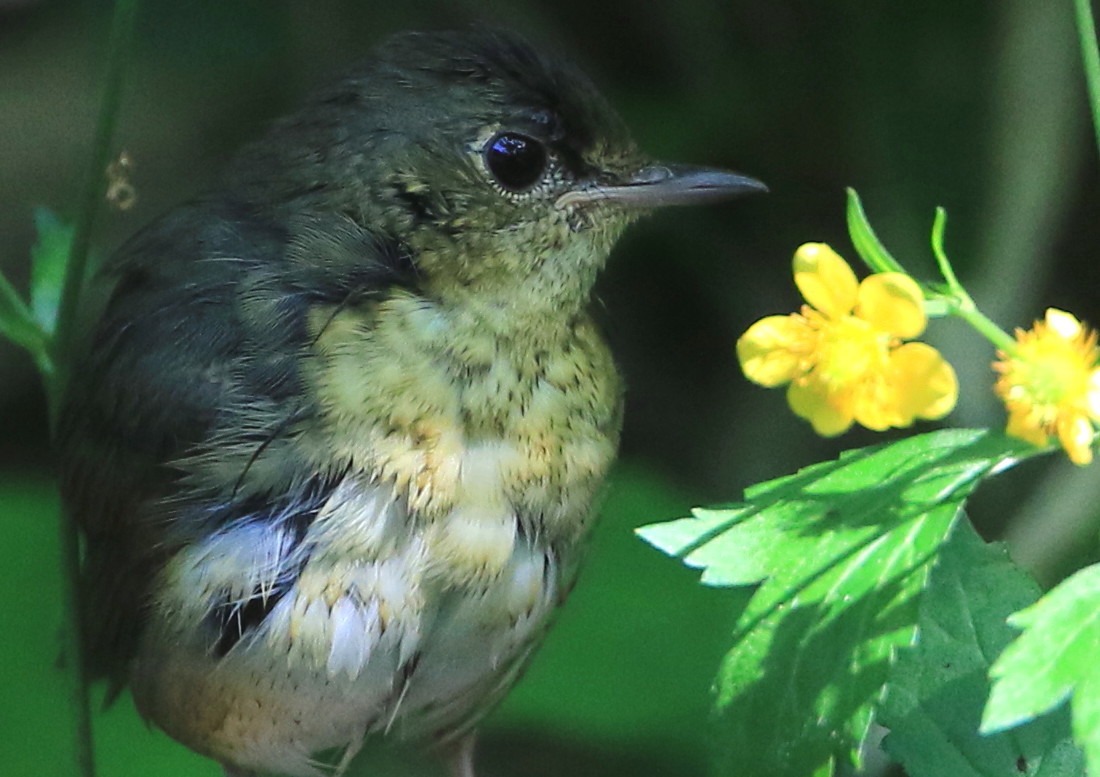 水場の・・・花と鳥_c0229170_22271387.jpg