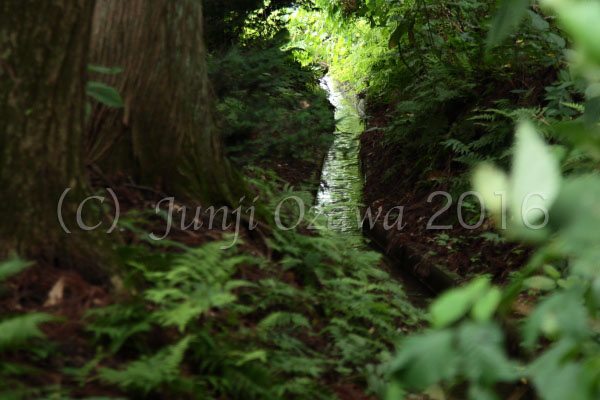 青森県十和田市　千歳森（せんざいもり）稲荷大明神_c0195281_7474747.jpg