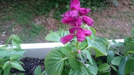 f0185981_10181141.jpg