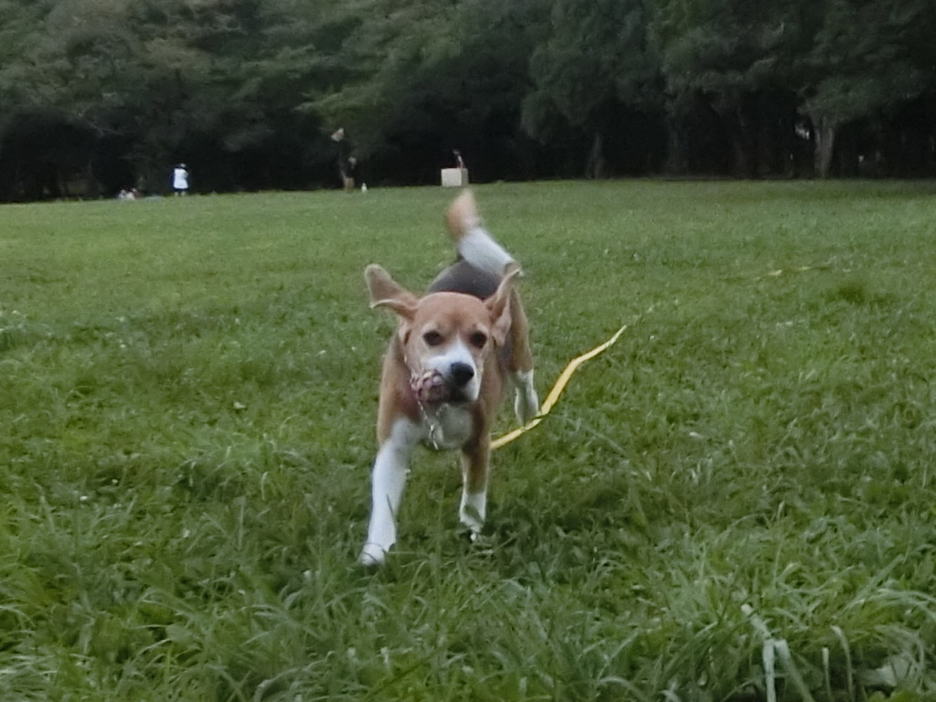 a0319693_8243749.jpg