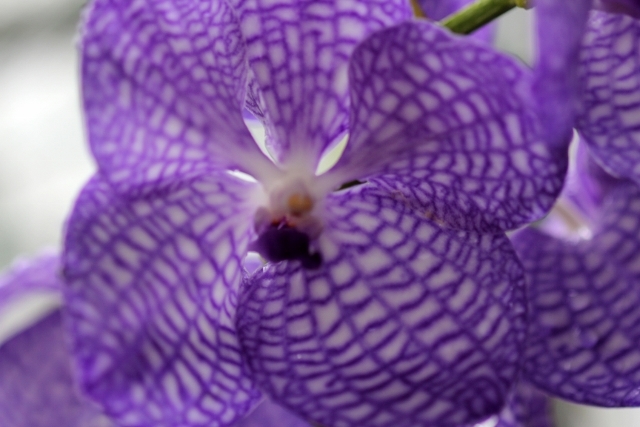 Vanda.coerulea(バンダ；セルレア)_d0007501_09011993.jpg