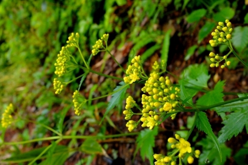 e0304001_11060667.jpg