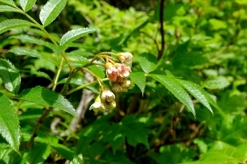 e0304001_11325765.jpg