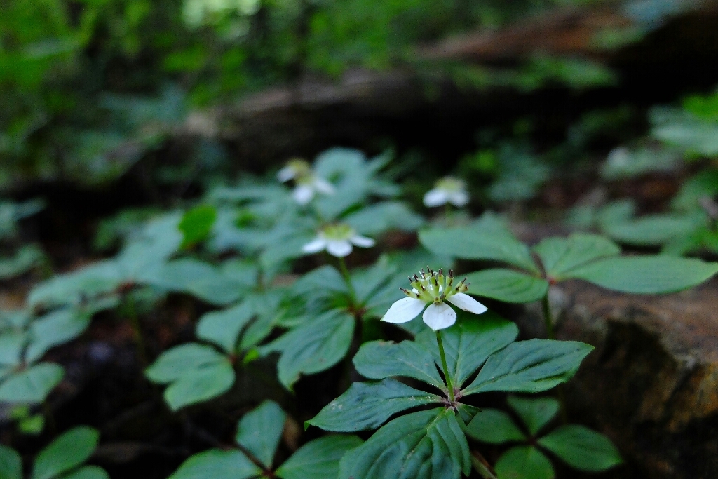 e0304001_12010640.jpg