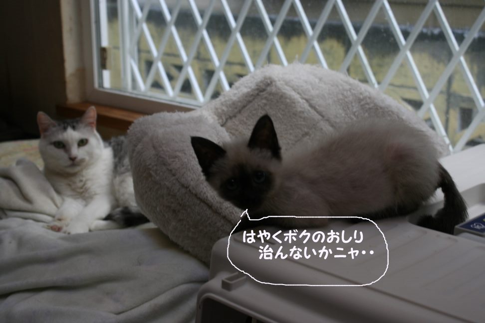 ご寄付へのお礼と医療費支出のご報告です_f0242002_8504750.jpg