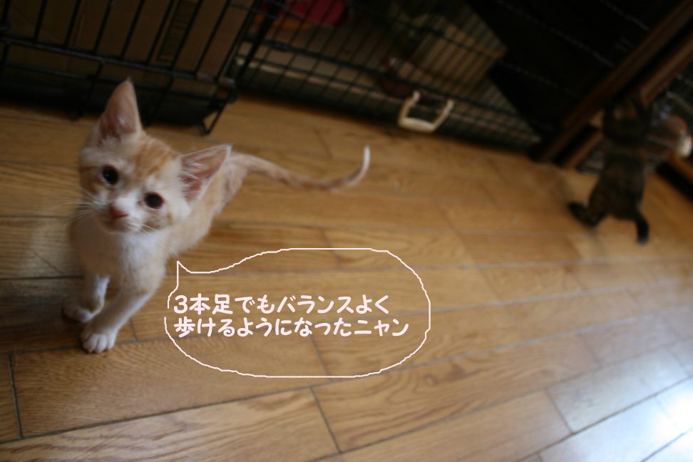 ご寄付へのお礼と医療費支出のご報告です_f0242002_8511736.jpg