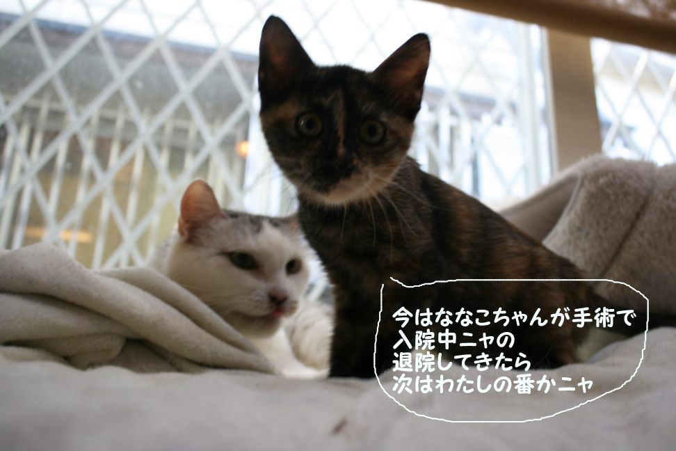 ご寄付へのお礼と医療費支出のご報告です_f0242002_851476.jpg
