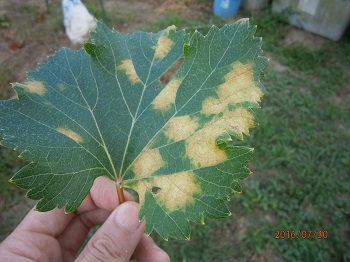 べと病発生 本気でぶどう畑 のんびり野菜畑