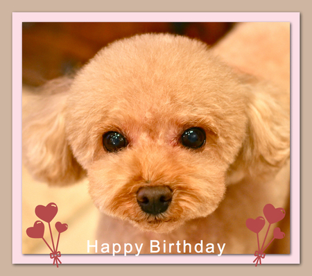 Happy Birthday まろんちゃん♡_d0060413_19241358.jpg