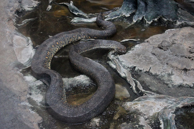 上野動物園 両生爬虫類館は個性派揃い 続々 動物園ありマス