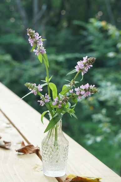 野の花あそび_d0348118_22403821.jpeg