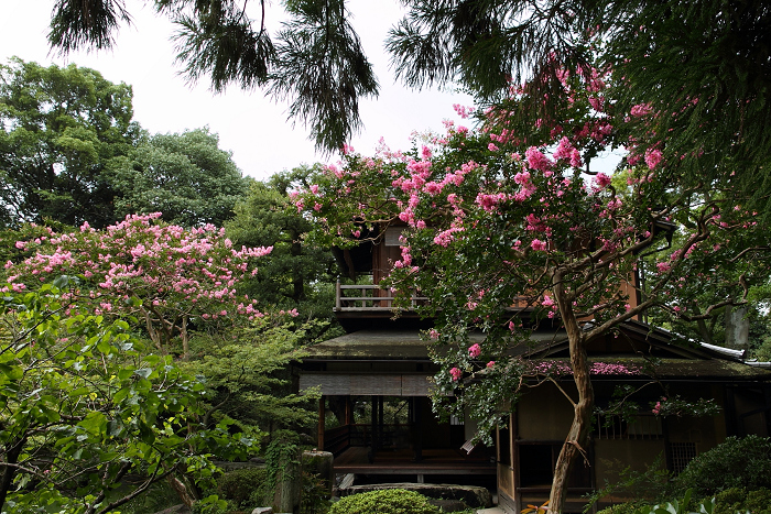 百日紅の風景 －京都御苑・拾翠亭（後編）－_b0169330_8193028.jpg