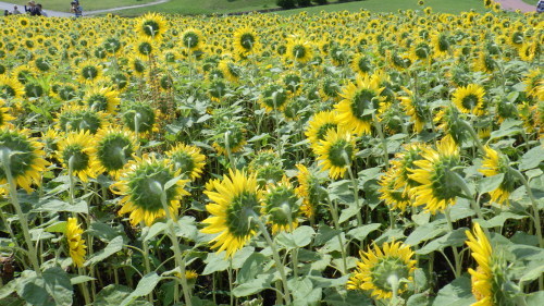 c0337631_01594442.jpg