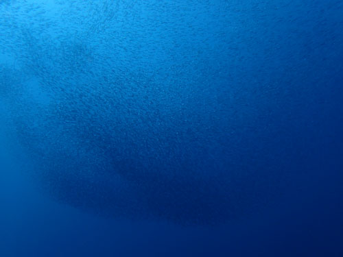 d0164831_16422292.jpg