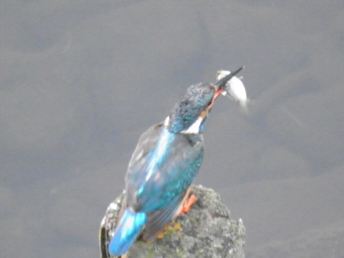 c0338136_14580510.jpg