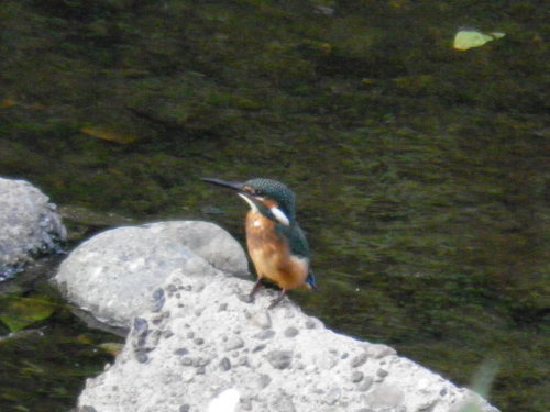 c0338136_14580590.jpg