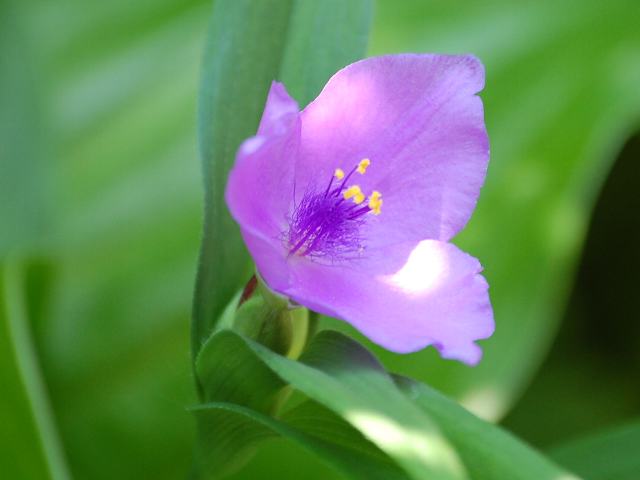 紫露草 ムラサキツユクサ 今日の花 紫露草 ムラサキツユクサ 今日の花