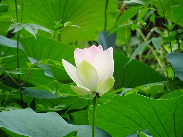 京都植物園の蓮とスイレン_b0299042_1133284.jpg