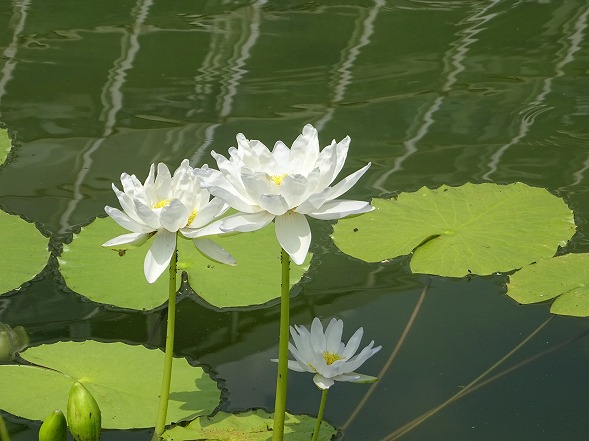 京都植物園の蓮とスイレン_b0299042_1143386.jpg