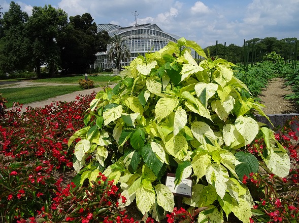 京都府立植物園_b0299042_2312238.jpg