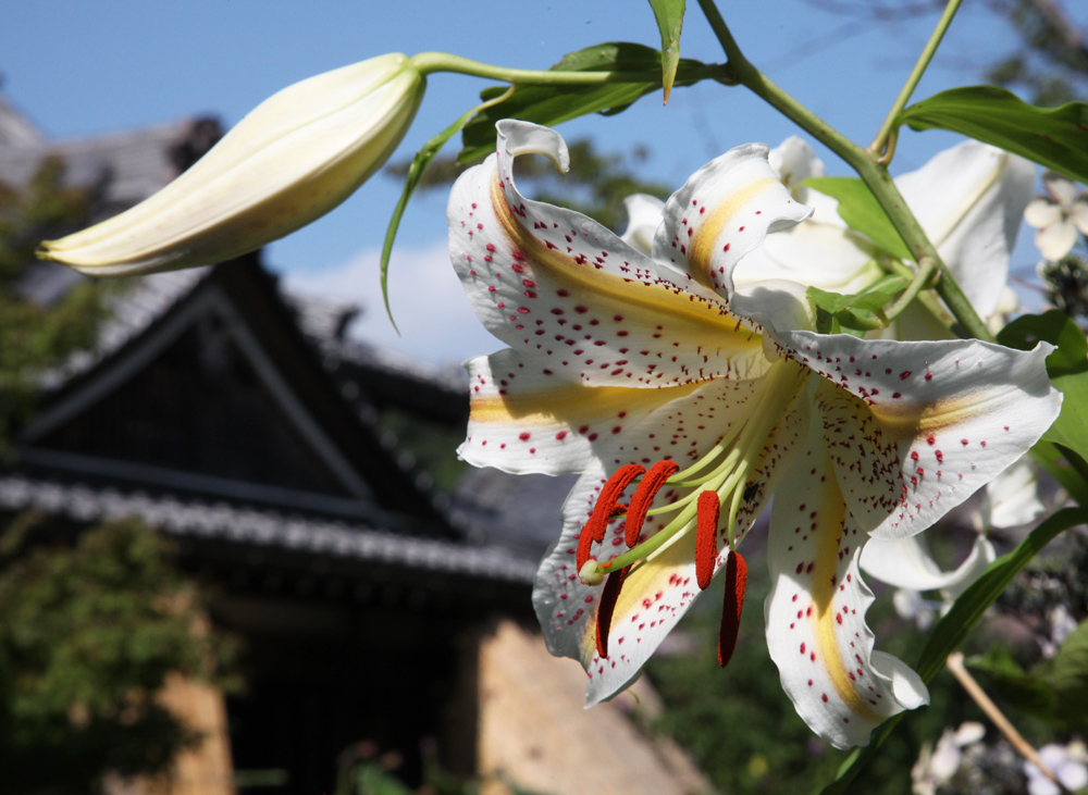 御所市　橋本院　山百合_c0108146_2029963.jpg