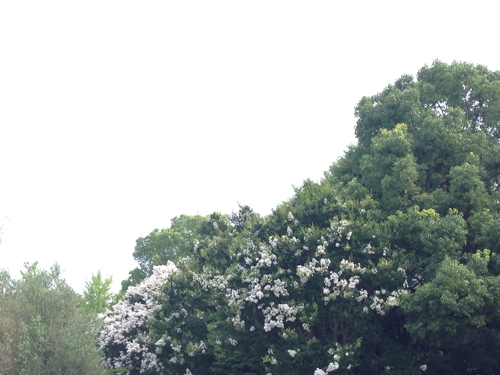a0331750_14420358.jpg