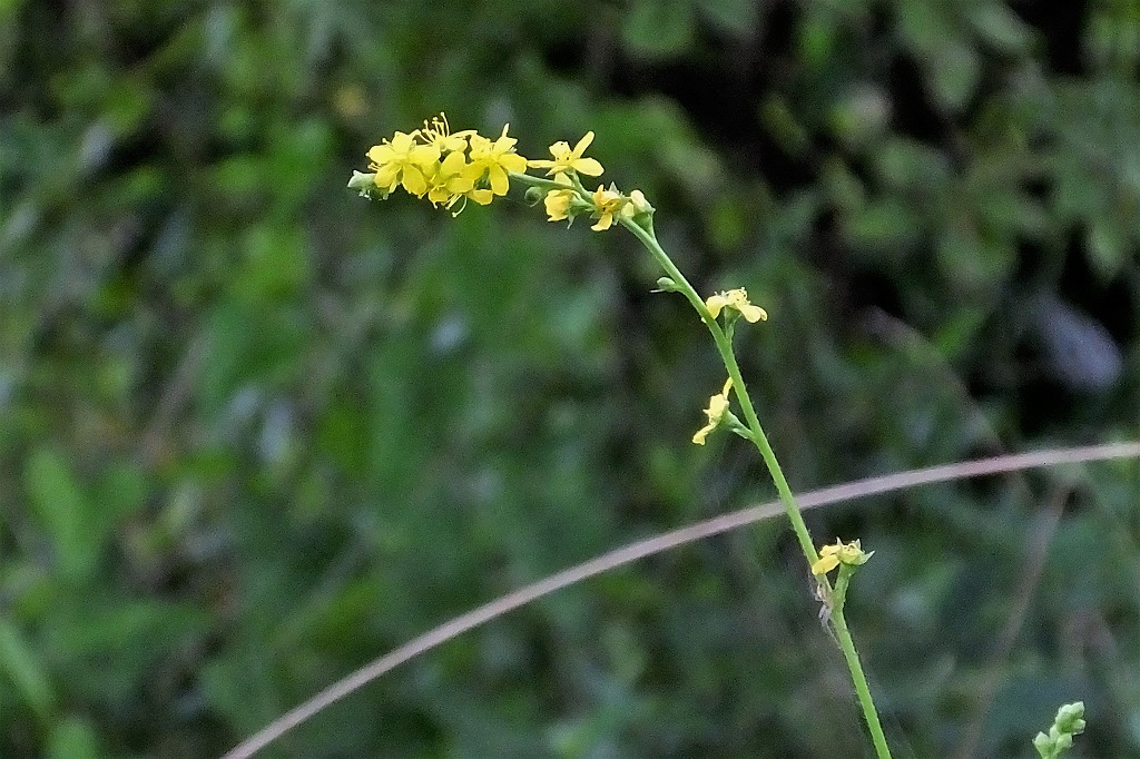 足柄万葉公園で、続き　　　　　　_b0236251_1041548.jpg