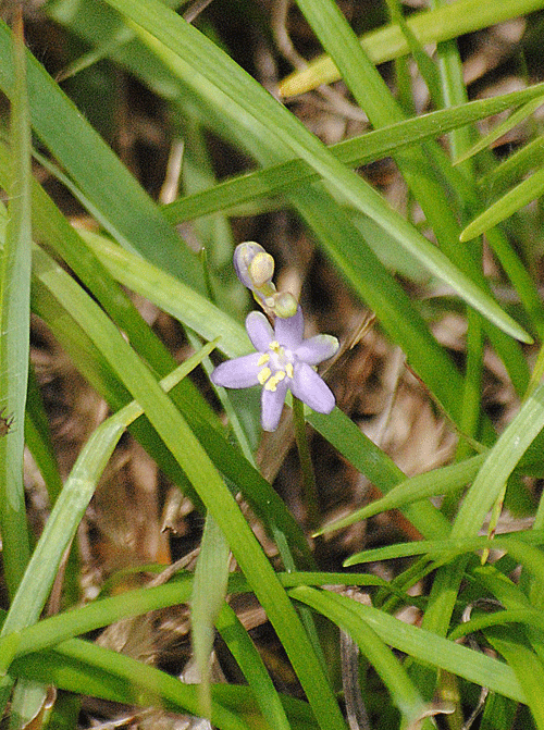 a0001354_141401.gif